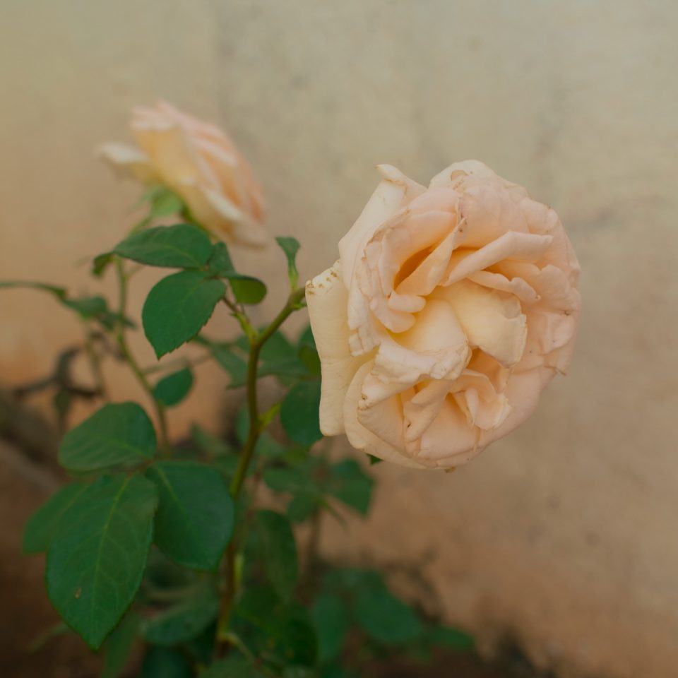 DSC_0137